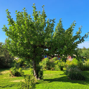 01_202407_varsam_gallring