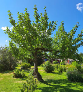 02_202407varsam_gallring