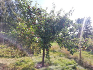 143_03_2024äppel_ympat