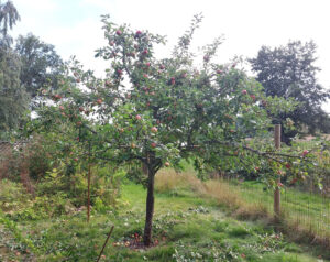 143_04_2024äppel_ympat