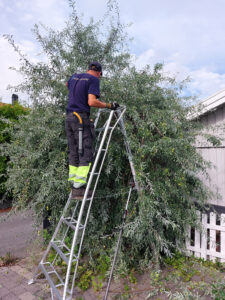 202408_silverpäron_1