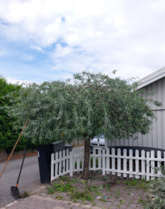 202408_silverpäron_2