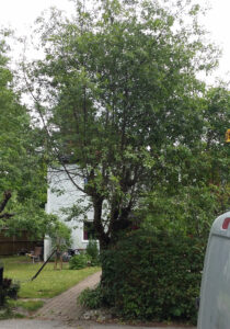 20_01_2017_körsbär_före