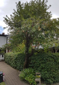 20_03_2020_körsbär_efter