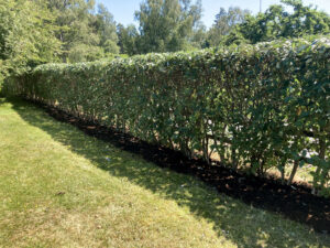 283_003_2024-06-25_IMG_3636