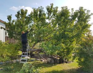 295_20200925_JASbeskärning