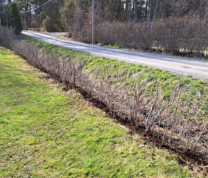 315_001_202404_vårstäd_gödsling