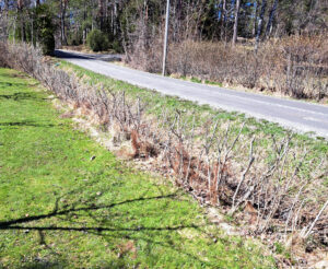 315_002_202404_vårstäd_gödsling