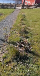 318_002_202105_vårstäd