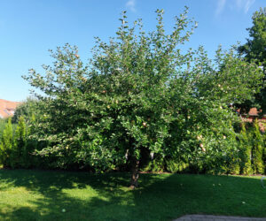 39_20240806_beskäring_före