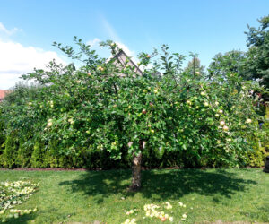 39_20240806_beskärning_efter