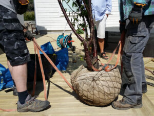 41_plantering_201805