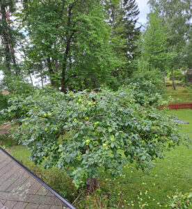 426_02_202408_äppel