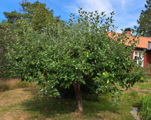 471_01_202408_äppel