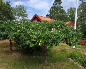 471_02_202408_äppel