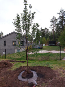489a_02_202409_plantering_äppel
