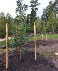 489a_03_20241001_plantering_äppel