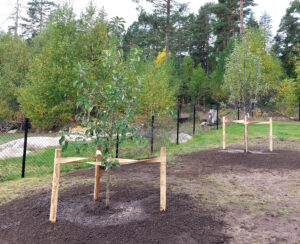 489a_04_20241001_plantering_äppel