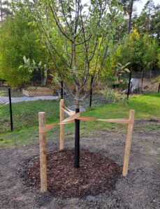 489a_05_20241002_plantering_äppel