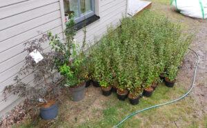 489b_06_202409_plantering_häck