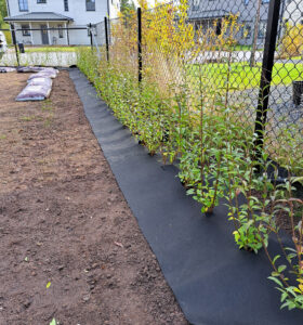 489b_08_202410_plantering_häck