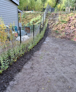 489b_10_202410_plantering_häck