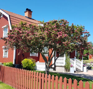 53_03_rosenhagtorn_blom