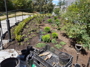 63_007_201807_plantering