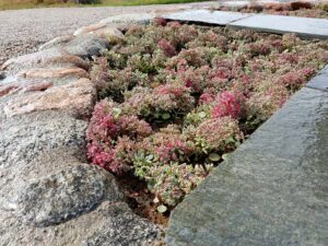 75_07_plantering_2018