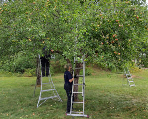 aktuellt_07_beskärning