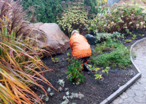 aktuellt_09_höstplantering