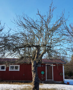 äldre_äppelträd_20190312_183801