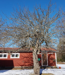 äldre_äppelträd_20190312_183824