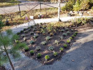 plantering_åk_20201019_111614