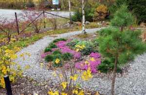 plantering_åk_20211002_151922