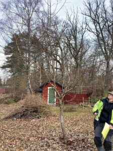 rådgivning_trädvårdsplaner