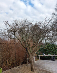 rosenhagtorn20240327_144353