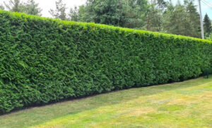 skötsel_sänkning_54_02