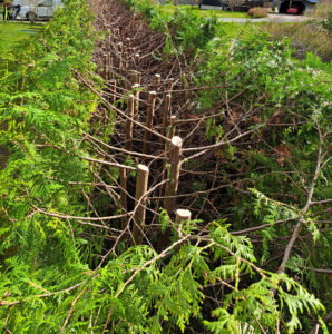 skötsel_sänkning_thuja